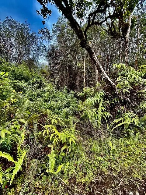 Road 9, Mountain View, HI 96771 photo 3
