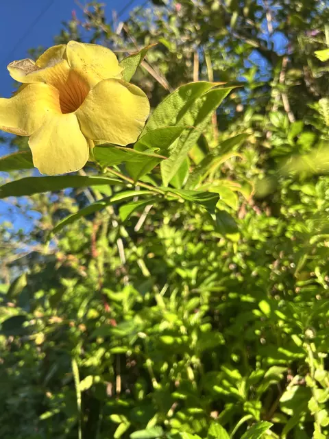 Kahoolawe Rd, Pahoa, HI 96778