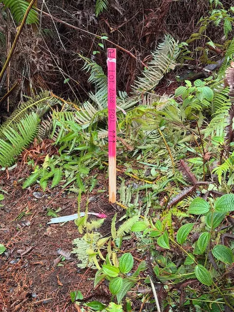 Anuhea St, Volcano, HI 96785 photo 6