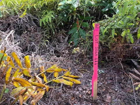 Anuhea St, Volcano, HI 96785 photo 5