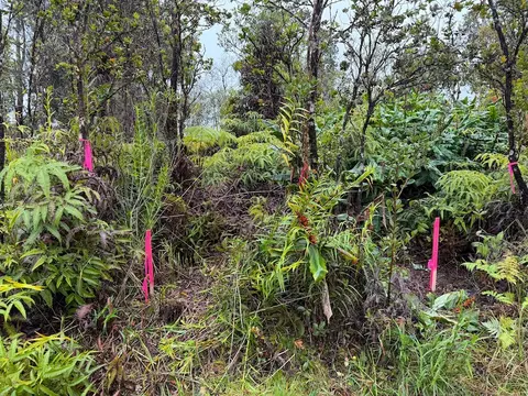 Anuhea St, Volcano, HI 96785 photo 3