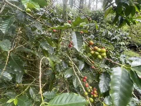 Kokokahi Rd, Volcano, HI 96785