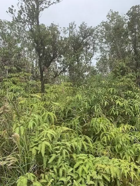 Kokokahi Rd, Volcano, HI 96785