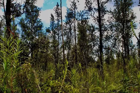 Road 6, Kurtistown, HI 96760