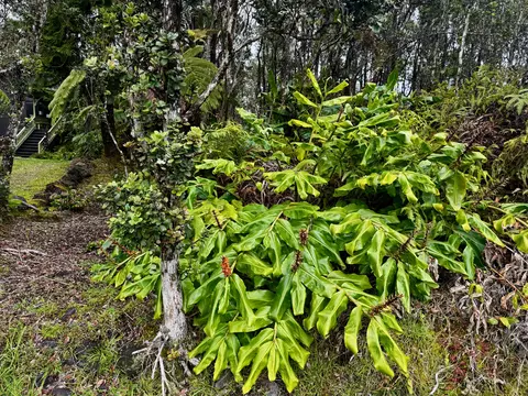 Alaula St, Volcano, HI 96785