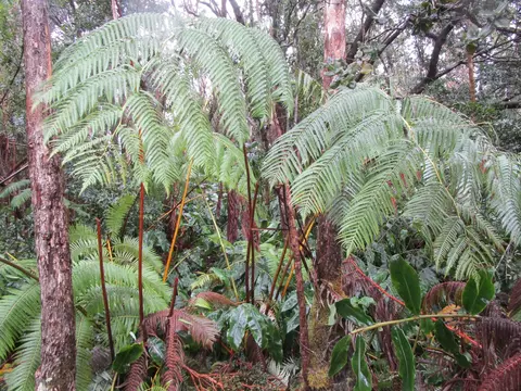 Undisclosed, Volcano, HI 96785