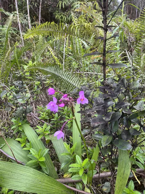 Road 10, Kurtistown, HI 96760
