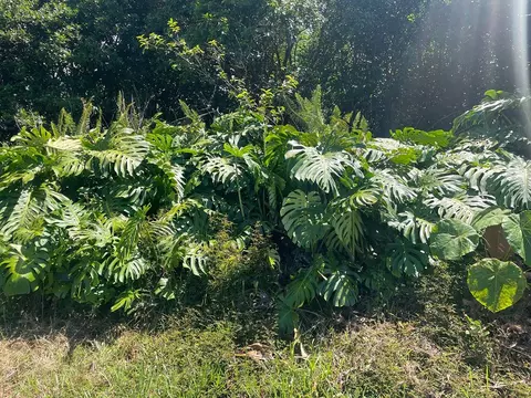 Manini St, Pahoa, HI 96778