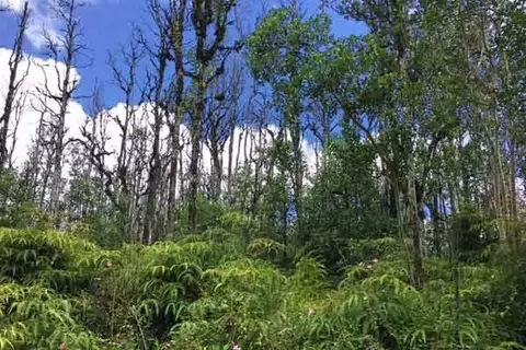 Nohea St, Pahoa, HI 96778