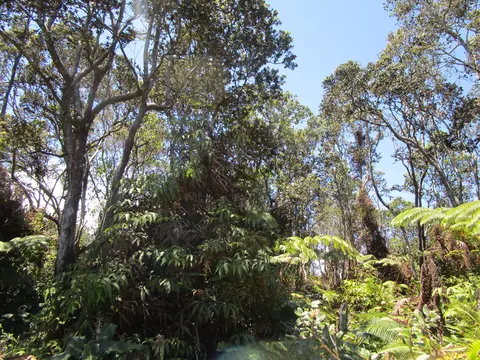 Nahelenani St, Volcano, HI 96785