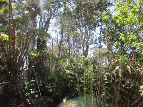 Nahelenani St, Volcano, HI 96785