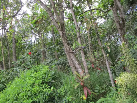 Kekainehe St, Pahoa, HI 96778