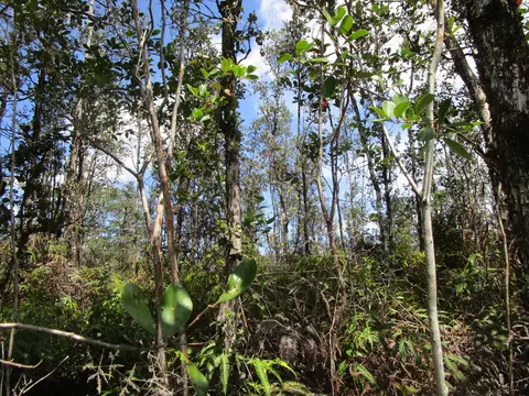 Road 11, Kurtistown, HI 96760