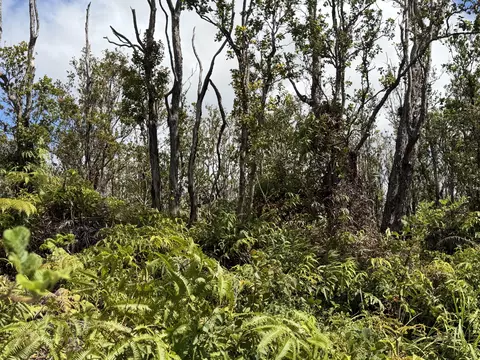 Makoa Rd, Volcano, HI 96785 photo 2