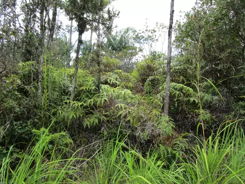 Road 7, Kurtistown, HI 96760