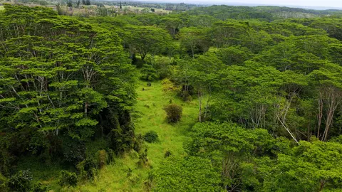 Enos Rd, Mountain View, HI 96771 photo 11