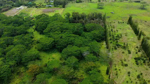Enos Rd, Mountain View, HI 96771 photo 8