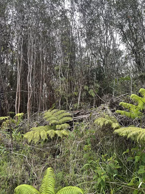 Road 5, Mountain View, HI 96771