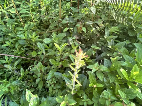 Lehua Rd, Pahoa, HI 96778