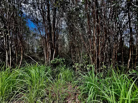 Road 1, Mountain View, HI 96771 photo 4