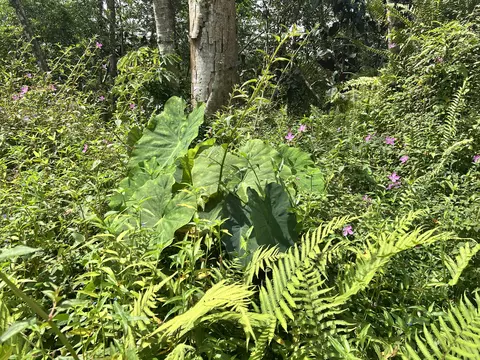 Maui Rd, Pahoa, HI 96778