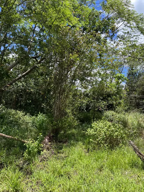Huina Rd, Kurtistown, HI 96760