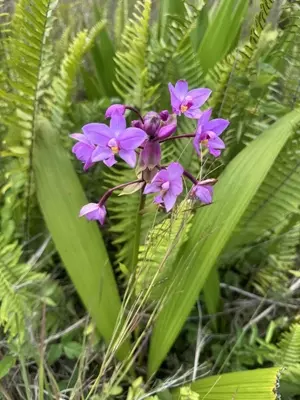 Pohakupele Lp, Pahoa, HI 96778