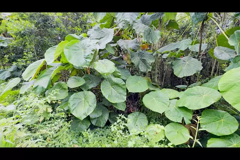 Opakapaka St, Pahoa, HI 96778