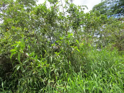 Silversword Ct, Kurtistown, HI 96760
