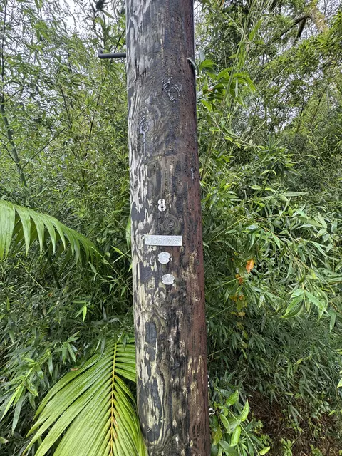 Ala Loop, Mountain View, HI 96771 photo 19