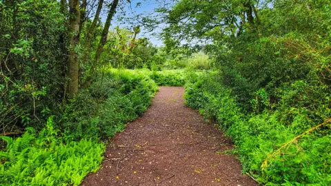 Ala Loop, Mountain View, HI 96771 photo 2