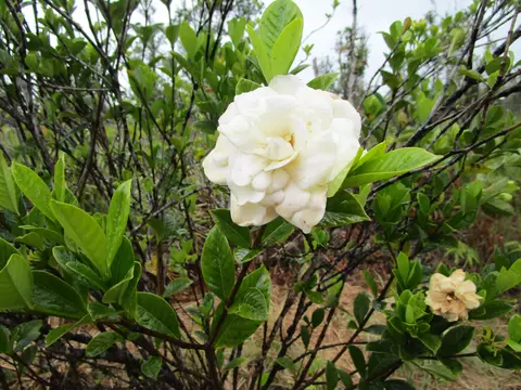 Omeka Rd, Volcano, HI 96785 photo 8