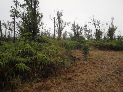 Omeka Rd, Volcano, HI 96785 photo 9