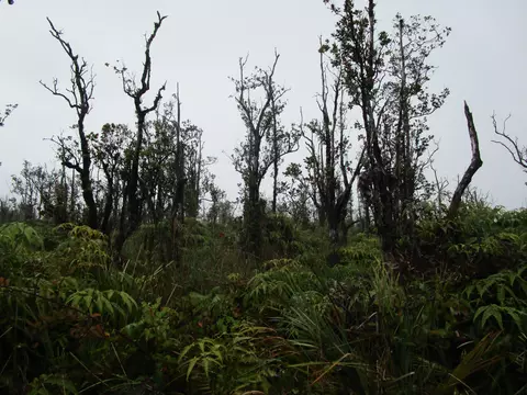 Omeka Rd, Volcano, HI 96785 photo 7