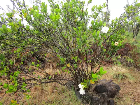 Omeka Rd, Volcano, HI 96785 photo 2