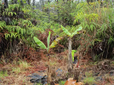 Omeka Rd, Volcano, HI 96785 photo 3
