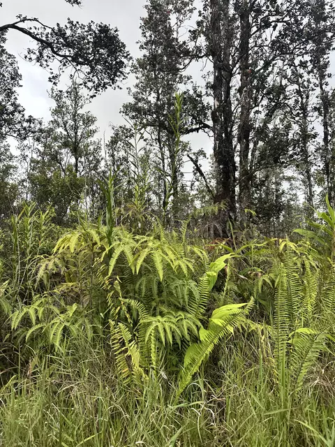 Road 5, Mountain View, HI 96760