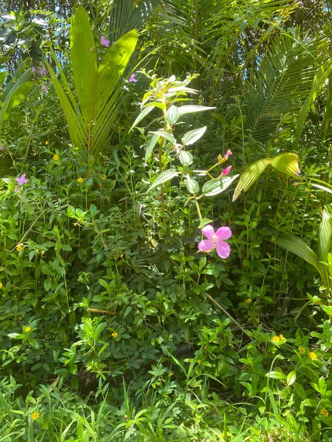 Seaview Rd, Pahoa, HI 96778