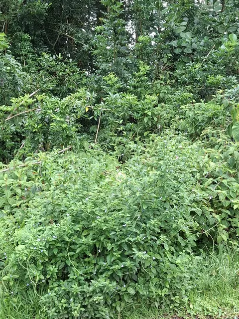 Noe Kuahiwi Rd, Volcano, HI 96785