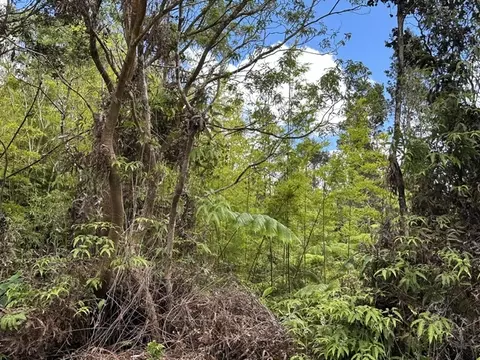 Undisclosed, Volcano, HI 96785 photo 7
