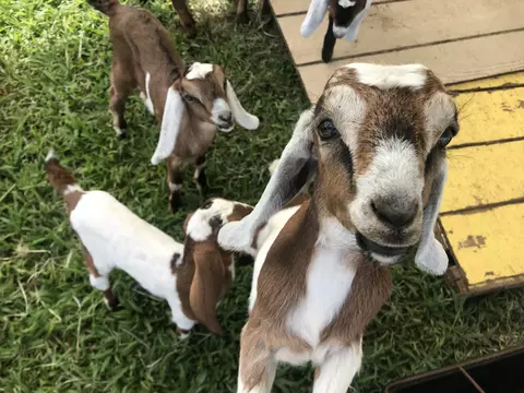 28-257 Akaka Falls Rd, Honomu, HI 96728
