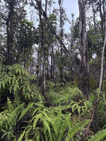 Road 5, Kurtistown, HI 96760