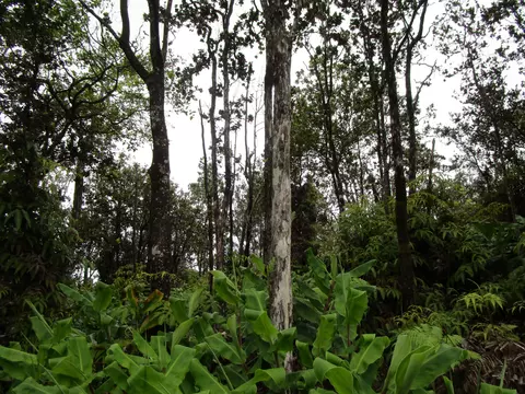 Alaula St, Volcano, HI 96785 photo 2