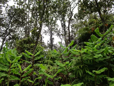 Alaula St, Volcano, HI 96785 photo 1