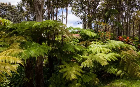 Mokuna St, Volcano, HI 96785 photo 3