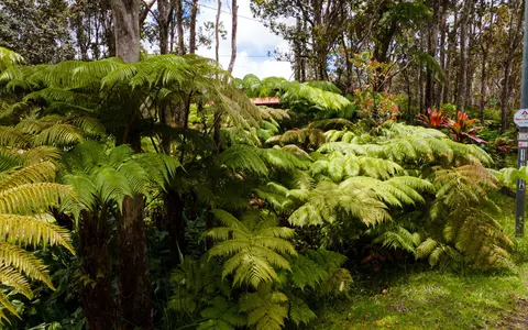 Mokuna St, Volcano, HI 96785 photo 5