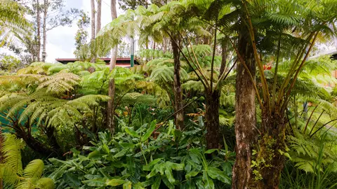 Mokuna St, Volcano, HI 96785 photo 2