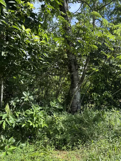 Puni Makai Loop, Pahoa, HI 96778