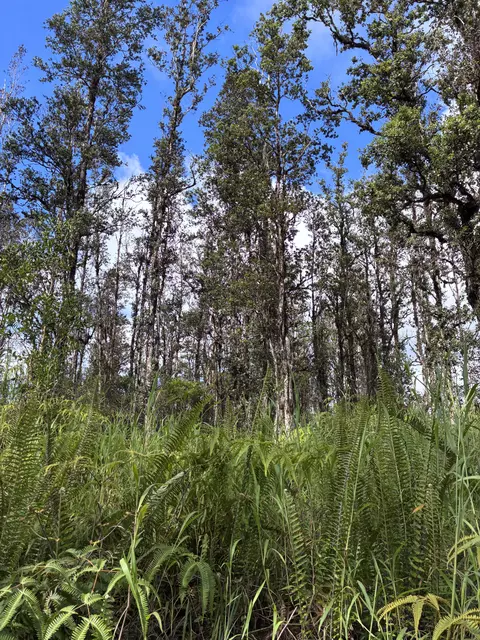 Road 6, Kurtistown, HI 96760