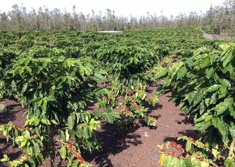 Road 4, Mountain View, HI 96760